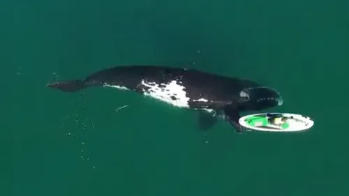 Une baleine joue avec un kayak au large de l’Argentine (VIDEO)